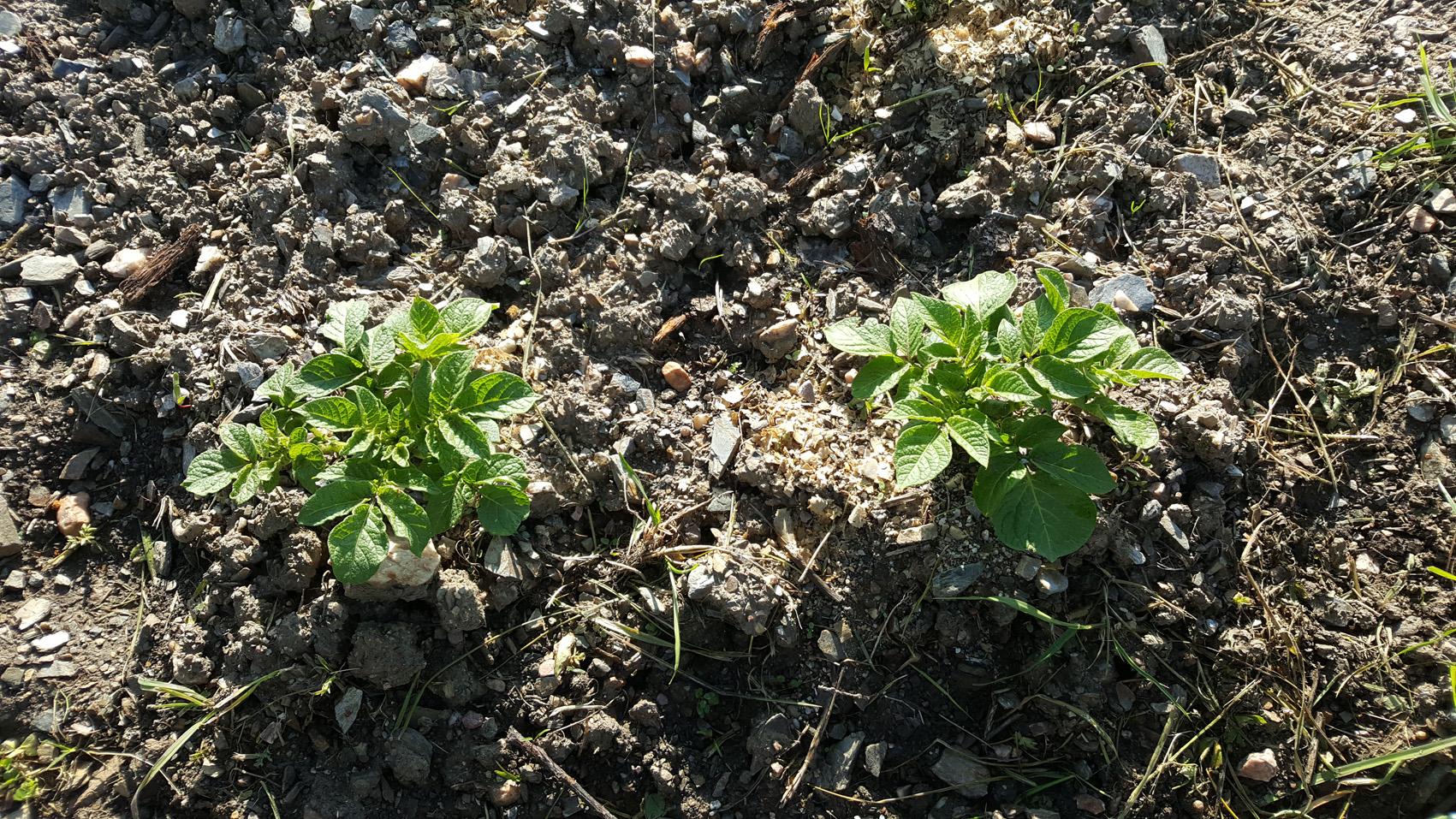 Potatoe planting Estremoz