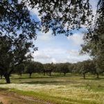 Estremoz countryside