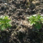 Grow your own veg Estremoz