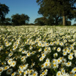 Daisy meadow Estremoz