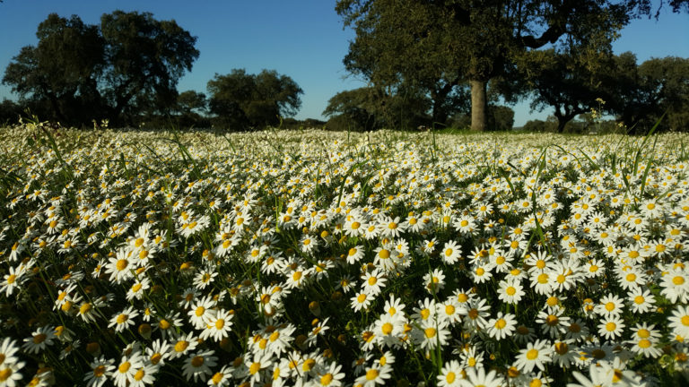 Daisy meadow Estremoz