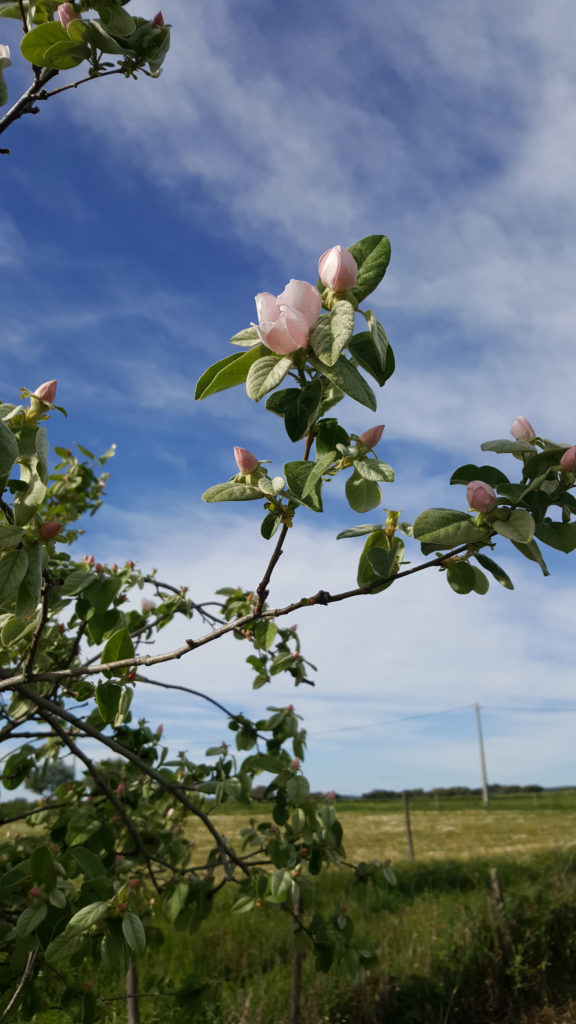 Apple tree in bloom