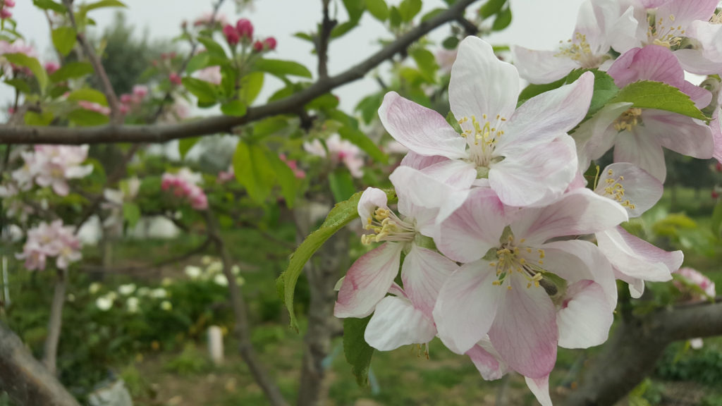 Apple blossom Estremzo