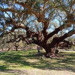 Tree of the year Portugal