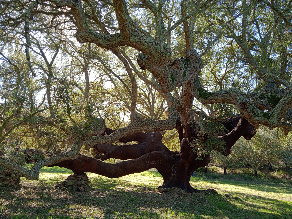 Tree of the year 