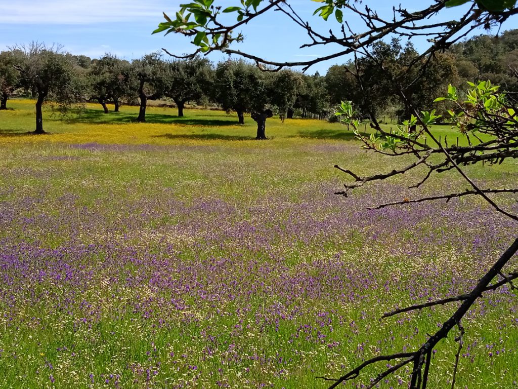 Hiking Esperança