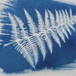 cyanotype image