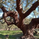 Alentejo cork