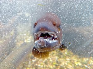 River fish