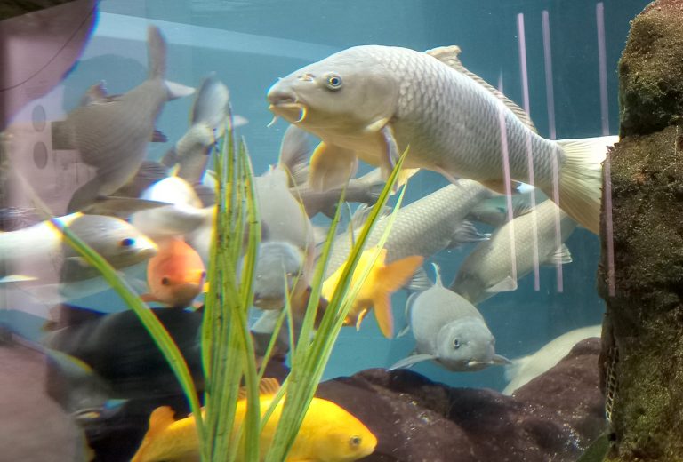 A world of aquatic life at the Fluviário de Mora Fluviário de Mora